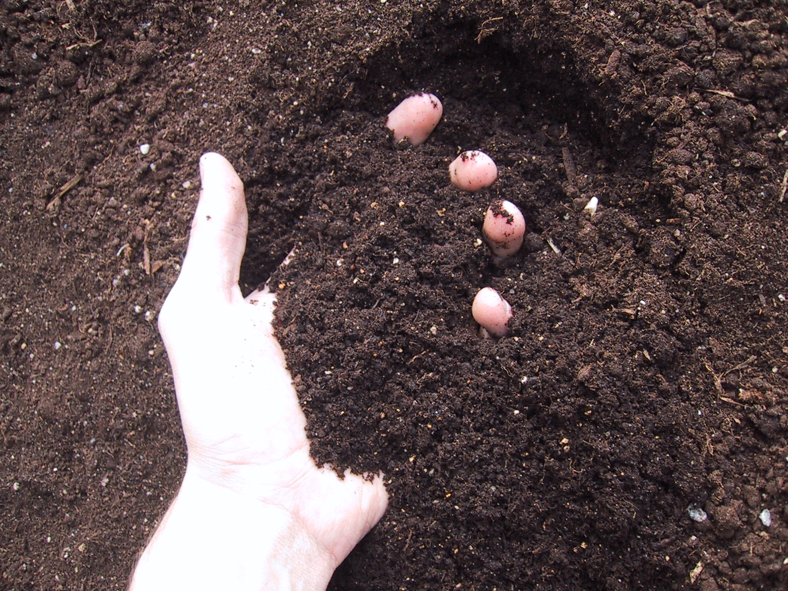 A hand picking up some soil or compost