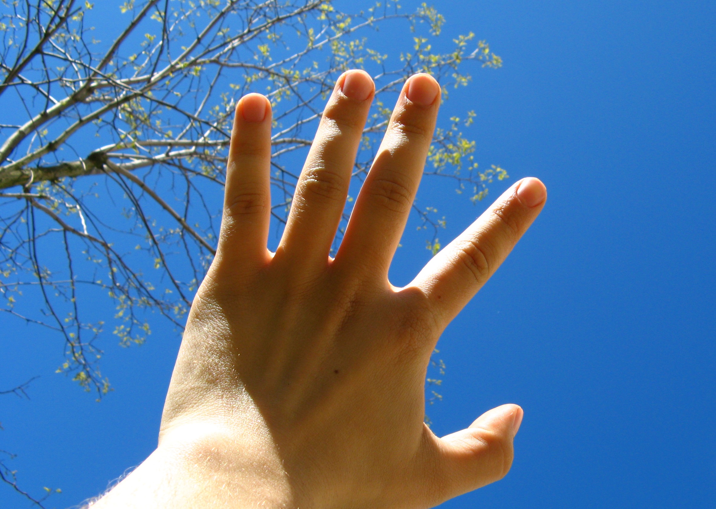 A hand reaching up to a tall tree and blue sky