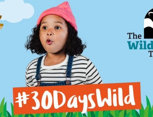 Take a walk on the wild side… 30 Days Wild, the UK’s biggest nature challenge, is back!