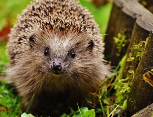 Free homes for hedgehogs to increase population and boost biodiversity