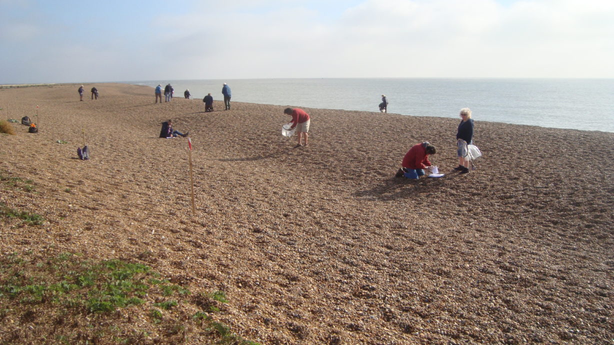 Volunteers beach cleaning in Suffolk