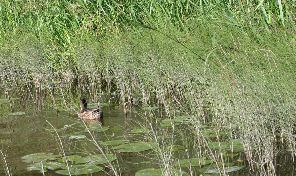 A duck swims on a river near reeds