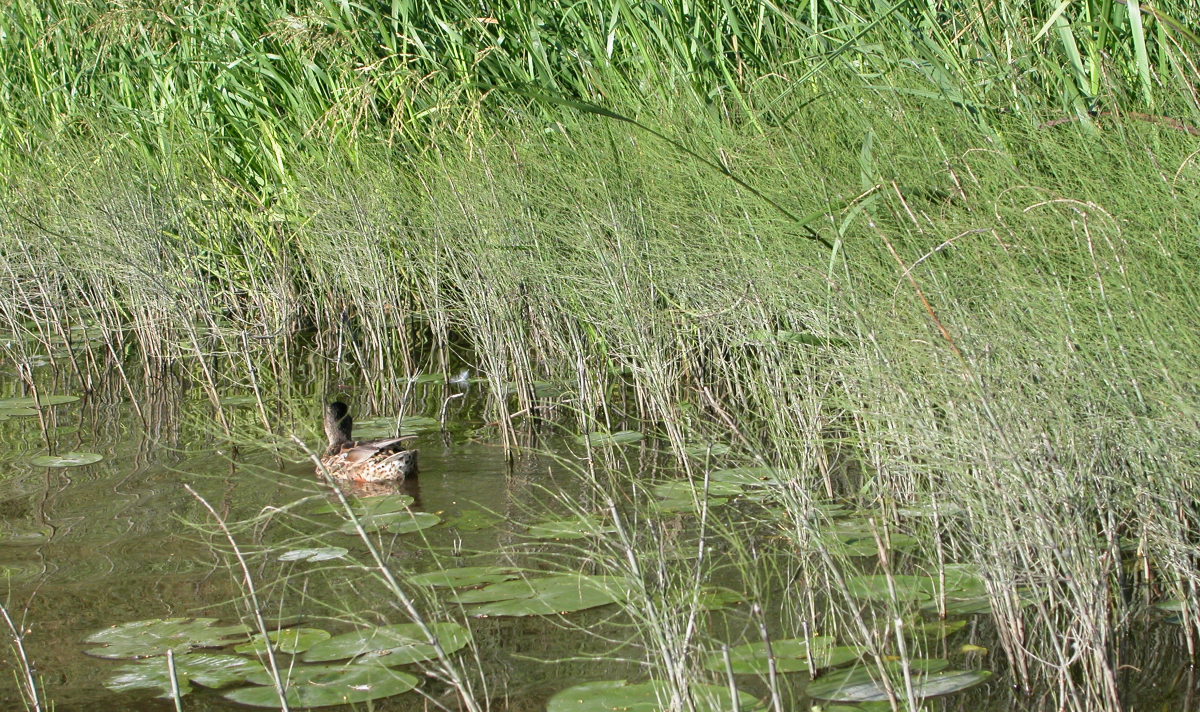 A duck swims on a river near reeds