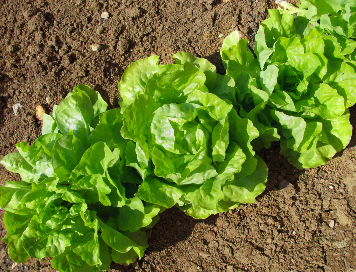 An aerial photo of three lettuces growing in the ground